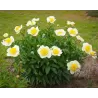 Bijūnas - Paeonia CLAIRE DE LUNE