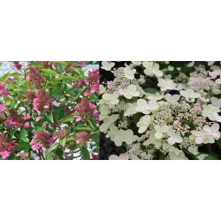 Šluotelinė hortenzija - Hydrangea paniculata PRIM RED