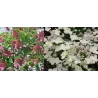 Šluotelinė hortenzija - Hydrangea paniculata PRIM RED