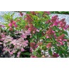 Šluotelinė  hortenzija - Hydrangea paniculata PRIM RED