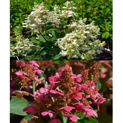 Šluotelinė hortenzija - Hydrangea paniculata PRIM RED