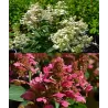 Šluotelinė hortenzija - Hydrangea paniculata PRIM RED