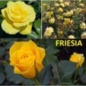Rosa FRIESIA ®