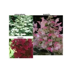 Šluotelinių hortenzijų Bobo sodinukai su pristatymu į namus