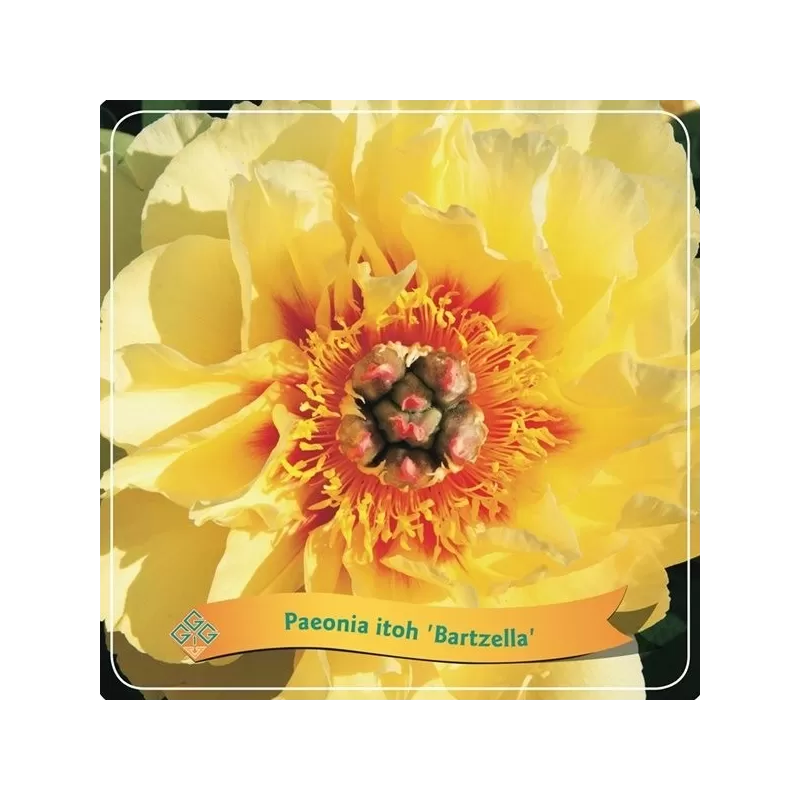 Paeonia BARTZELLA