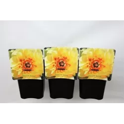 Bijūnas - Paeonia BARTZELLA