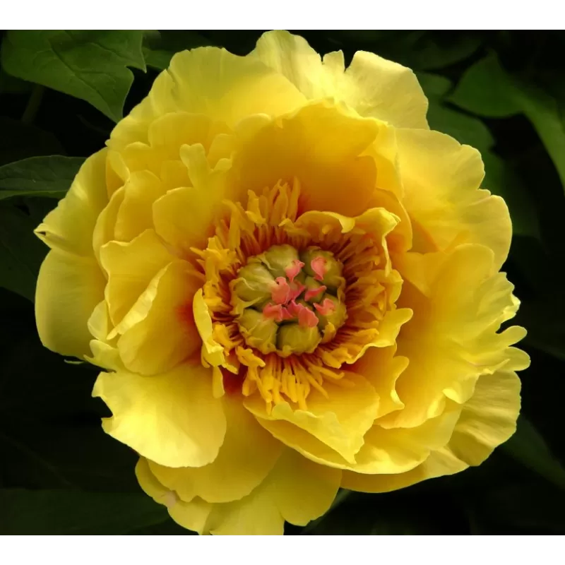 Užsisakyk augalus pavasariui jau dabar