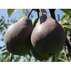Pear - Pyrus communis PODAROK PETRAKOVU