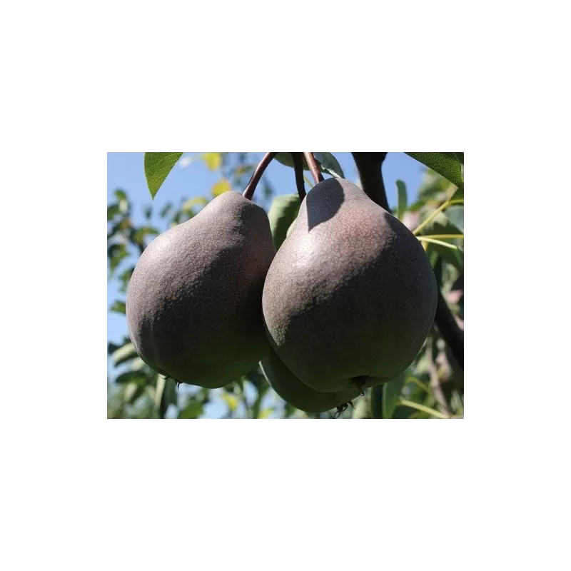 Pear - Pyrus communis PODAROK PETRAKOVU