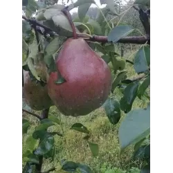 Pear - Pyrus communis PODAROK PETRAKOVU