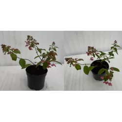 Šluotelinė hortenzija - Hydrangea paniculata PRIM RED