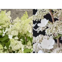 Šluotelinė hortenzija - Hydrangea paniculata MAGICAL HIMALAYA