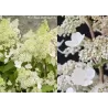 Šluotelinė hortenzija - Hydrangea paniculata MAGICAL HIMALAYA