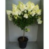 Šluotelinė  hortenzija - Hydrangea paniculata PHANTOM