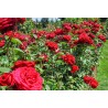 Rožė (stiebinė) - Rosa Ingrid Bergman® Poulsen® stem 90 cm C5.6L 1.2-1.4 m.