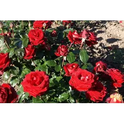 Rožė - Rosa INGRID BERGMAN ®