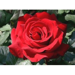 Rožė (stiebinė) - Rosa Ingrid Bergman® Poulsen® stem 90 cm C5.6L 1.2-1.4 m.