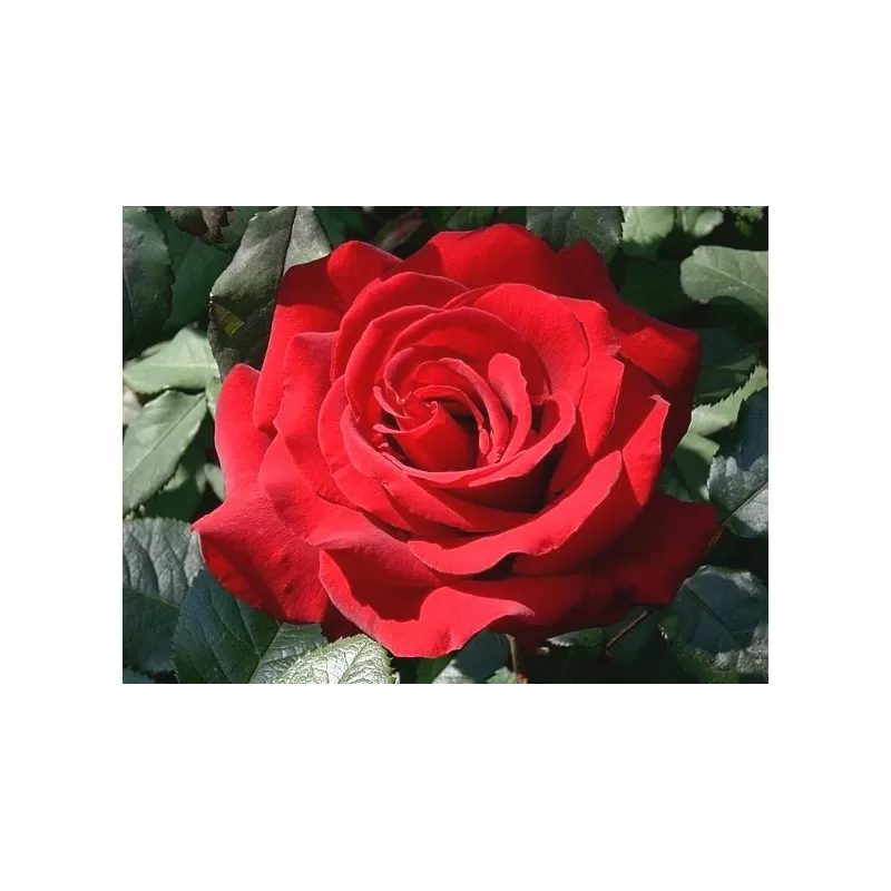 Rosa INGRID BERGMAN