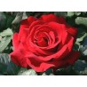 Rožė - Rosa INGRID BERGMAN ®