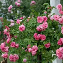 Rožė - Rosa PINK SWANY ®