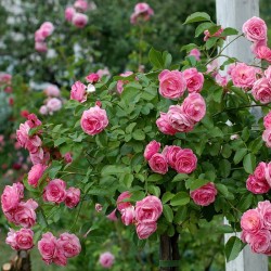Rožė - Rosa Pink Swany® / Les Quatres saisons® Meilland® landscape / parko SKIEPYTA