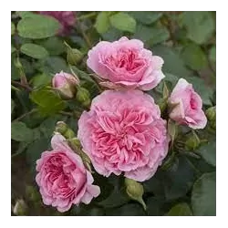 Rožių krūmai internetu su pristatymu į namus