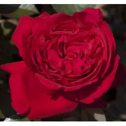 Rožė - Rosa MARYLOU ®