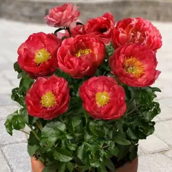 Patio bijūnas (žolinis) - Paeonia lactiflora Moscow 2-3 ZKL pristatymas iki kovo vidurio
