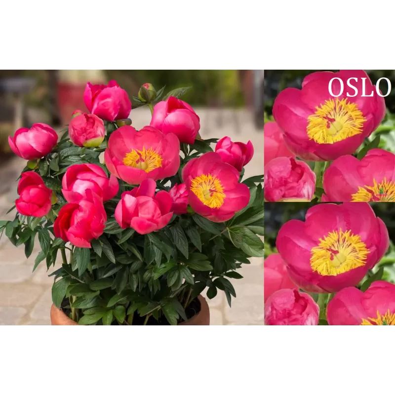 Patio bijūnas (žolinis) - Paeonia lactiflora Oslo 2-3 ZKL pristatymas iki kovo vidurio Patio bijūnas (žolinis) - Paeonia lactiflora Oslo 2-3 ZKL pristatymas iki kovo vidurio