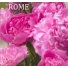 Patio bijūnas - Paeonia patio ROME