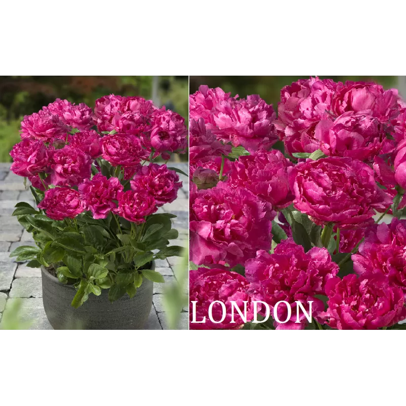 Patio bijūnas (žolinis) - Paeonia lactiflora London 2-3 ZKL pristatymas iki kovo vidurio