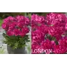 Patio bijūnas (žolinis) - Paeonia lactiflora London 2-3 ZKL pristatymas iki kovo vidurio