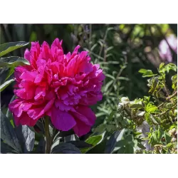 Patio bijūnas (žolinis) - Paeonia lactiflora London 2-3 ZKL pristatymas iki kovo vidurio