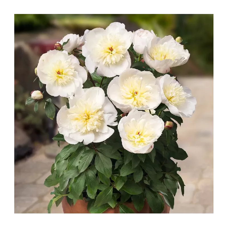 Patio bijūnas (žolinis) - Paeonia lactiflora Madrid 2-3 ZKL pristatymas iki kovo vidurio