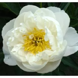 Patio bijūnas (žolinis) - Paeonia lactiflora Madrid 2-3 ZKL pristatymas iki kovo vidurio