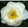 Patio bijūnas (žolinis) - Paeonia lactiflora Madrid 2-3 ZKL pristatymas iki kovo vidurio