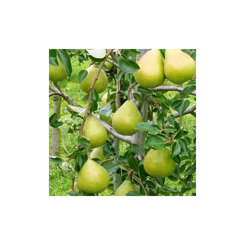 Pear - Pyrus communis KAROLA
