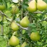 Pear - Pyrus communis KAROLA