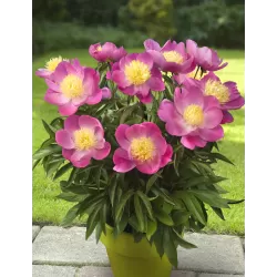 Paeonia patio KYIV