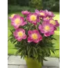 Paeonia patio KYIV