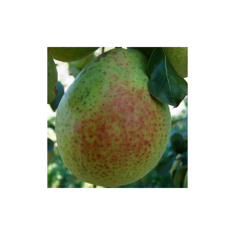 Kriaušių Alexander Lucas pristatymas į namus