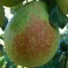 Pear - Pyrus communis ALEXANDER LUCAS