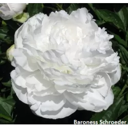 Paeonia BARONESS SCHROEDER