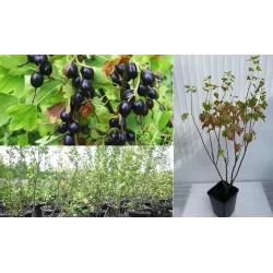 Auksuotasis serbentas - Ribes aureum