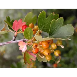 Auksuotųjų serbentų sodinukai su pristatymu į namus