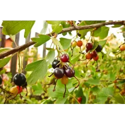 Auksuotųjų serbentų sodinukai su pristatymu į namus