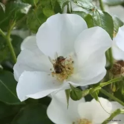 Rožė - Rosa ESCIMO