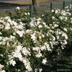 Rožė - Rosa ESCIMO