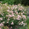 Rožė - Rosa FELICIA