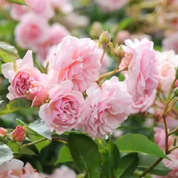 Rosa FELICIA